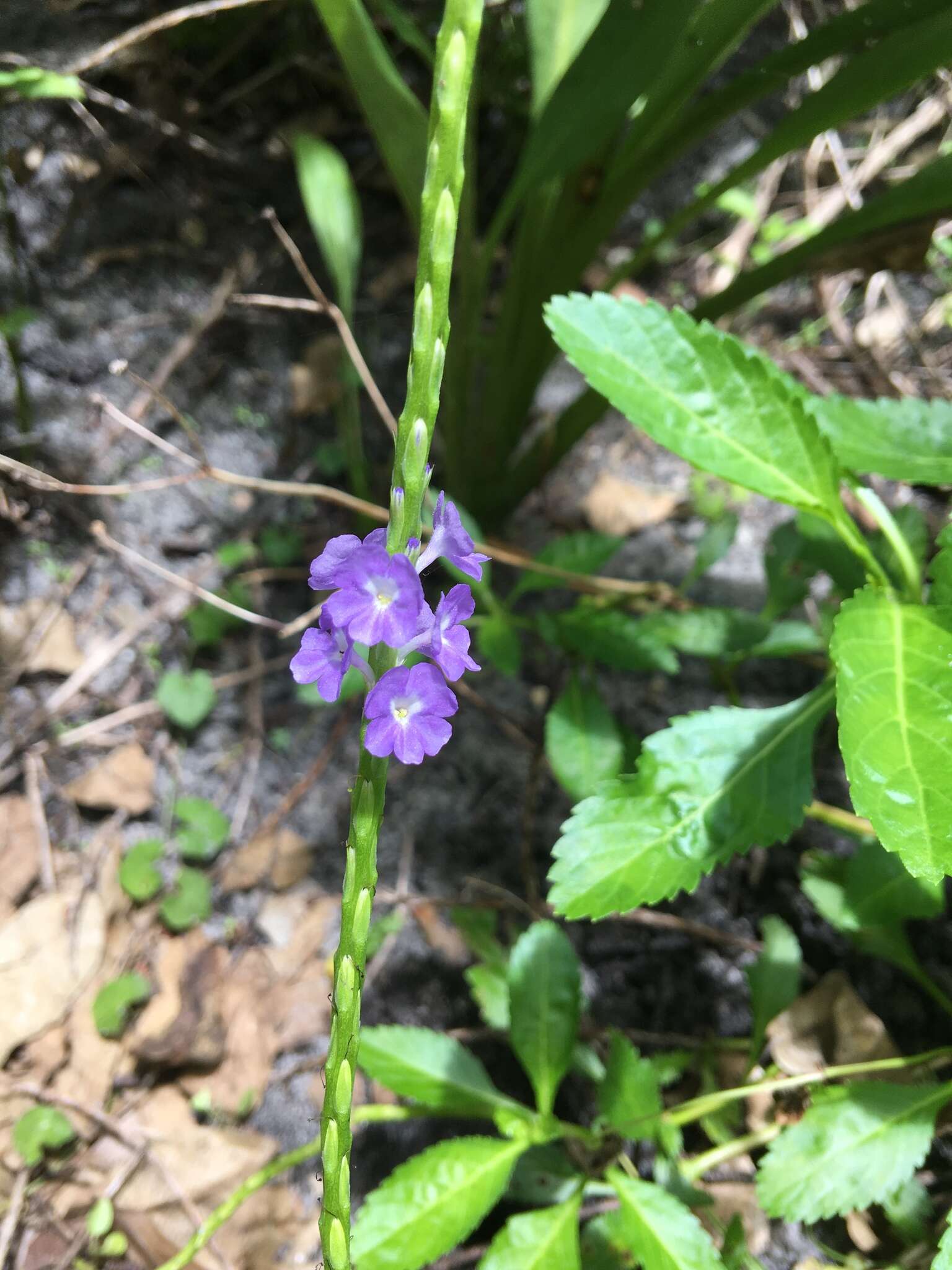 Image of light-blue snakeweed