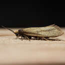 Image of Incurvaria koerneriella Zeller 1839