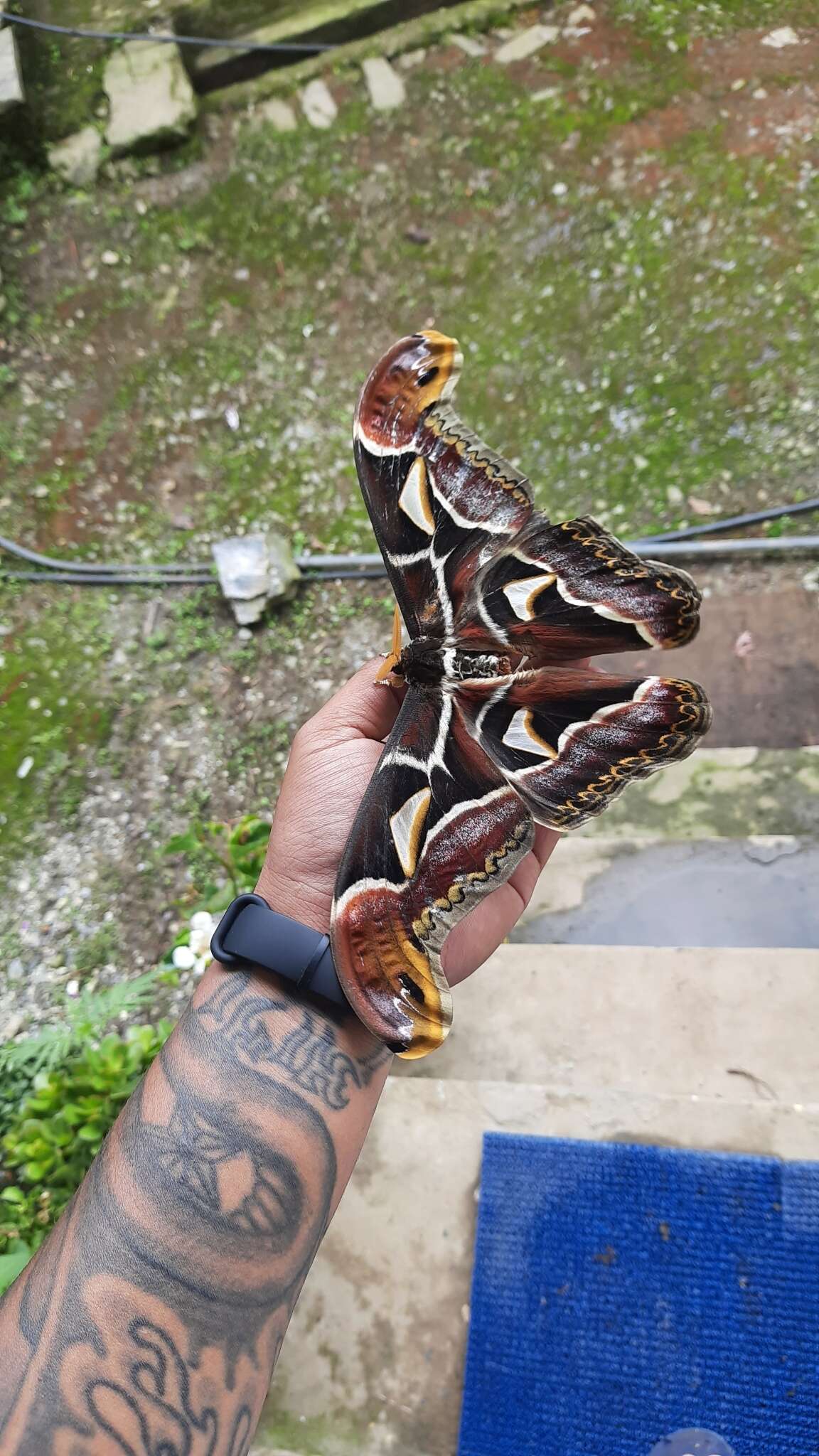 Image of Archaeoattacus edwardsii White 1859