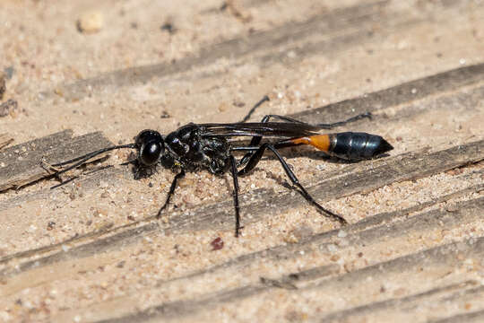 Image de Ammophila evansi Menke 1964