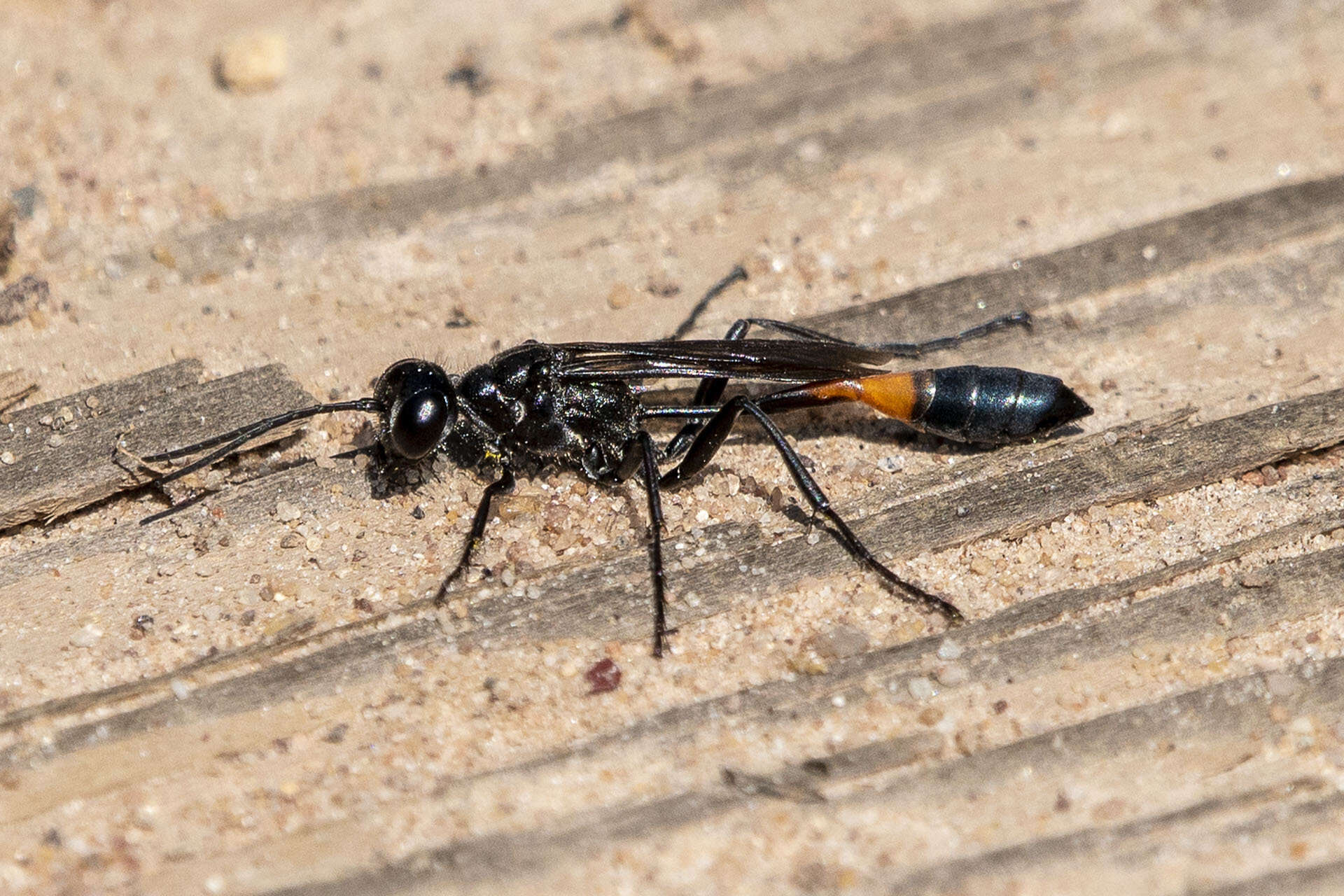 Image de Ammophila evansi Menke 1964