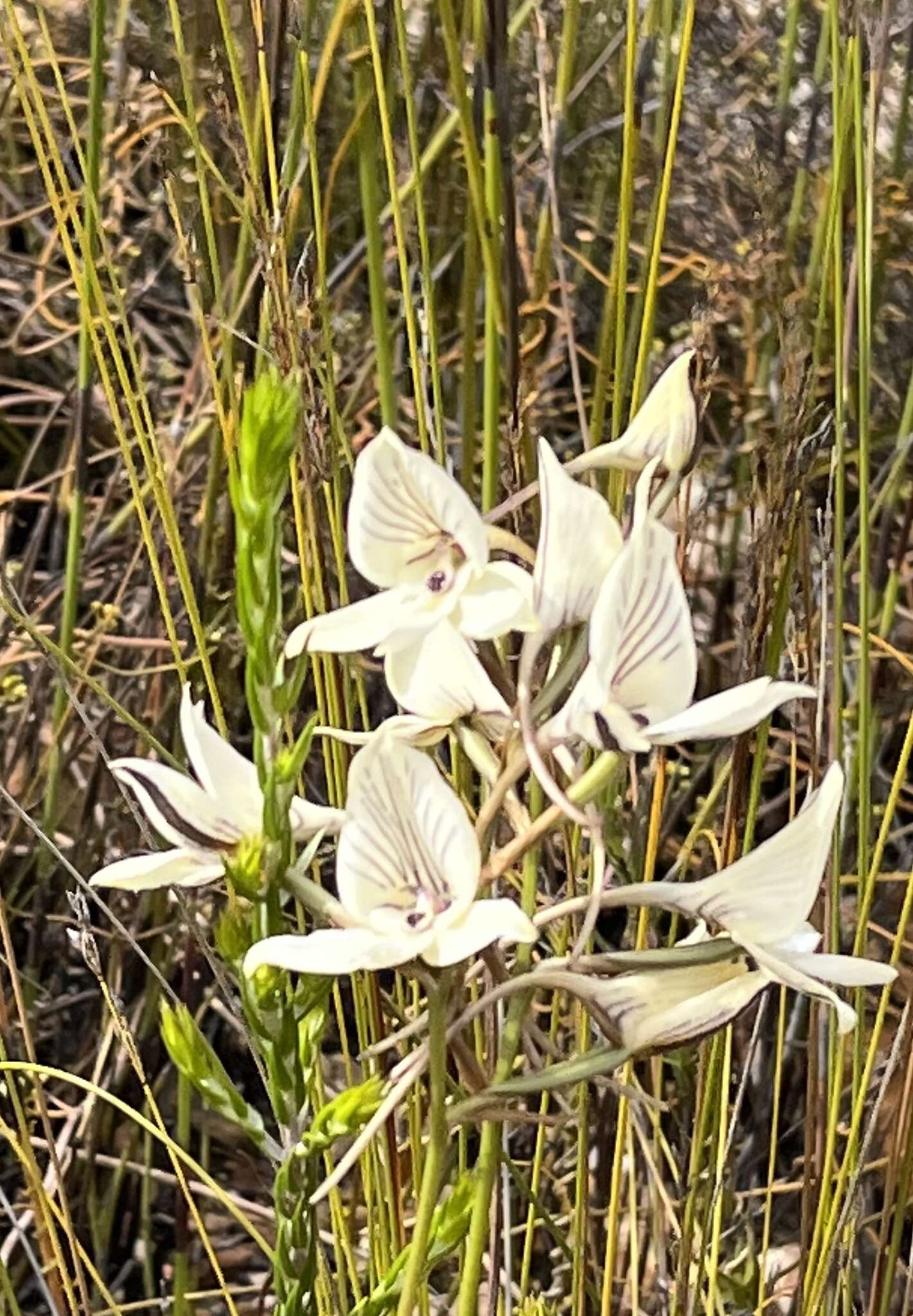 Image de Disa schlechteriana Bolus