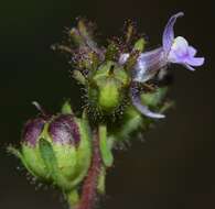 Linaria arvensis (L.) Desf.的圖片