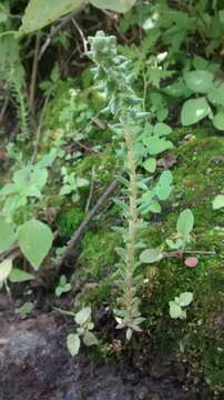 Image of Villadia misera (Lindl.) R. T. Clausen