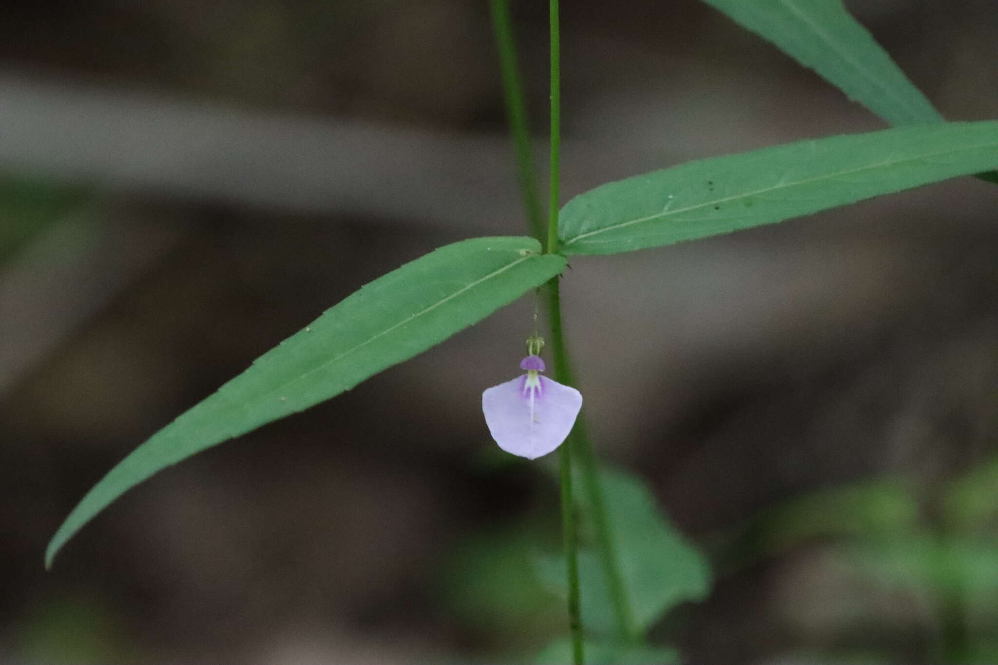 Image of Pombalia oppositifolia (L.) Paula-Souza