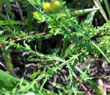 Image of piedmont blacksenna