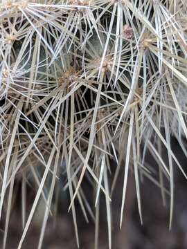 Image of Echinocereus russanthus subsp. weedinii Leuck ex W. Blum & Mich. Lange