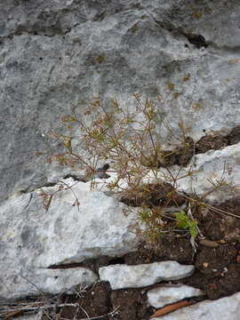 Plancia ëd Galium setaceum Lam.