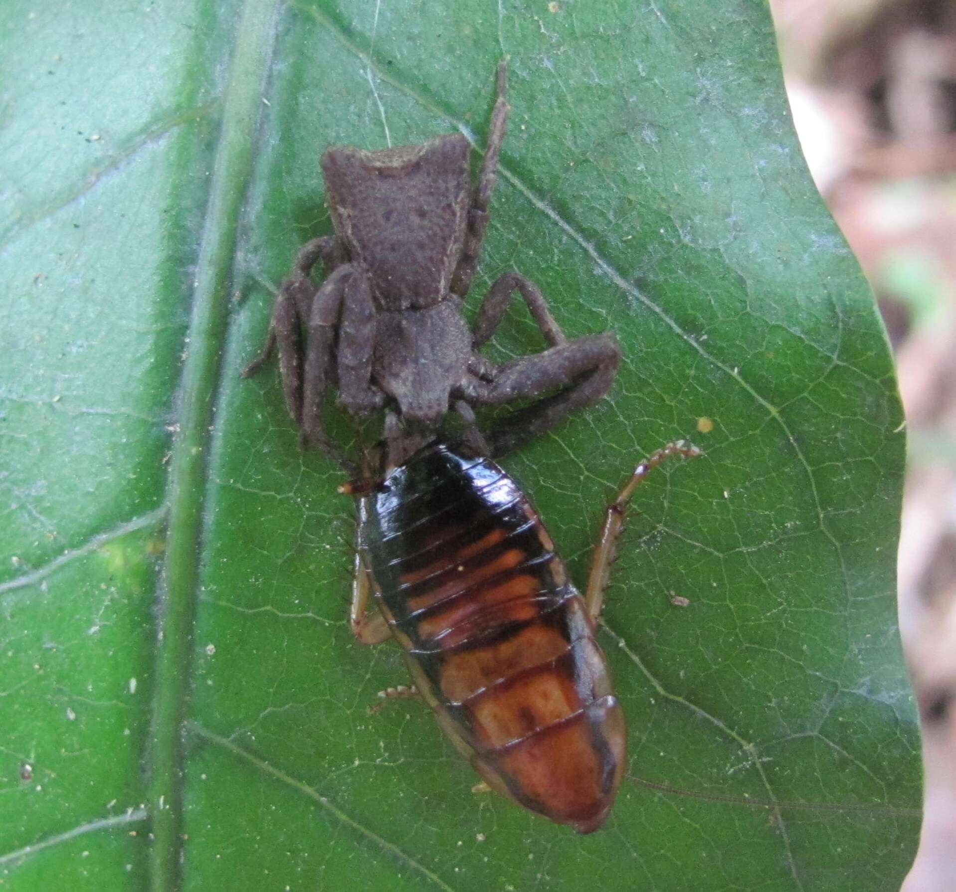 Sivun Sidymella angularis (Urquhart 1885) kuva