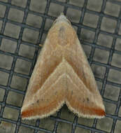 Image of Straight-lined Seed Moth