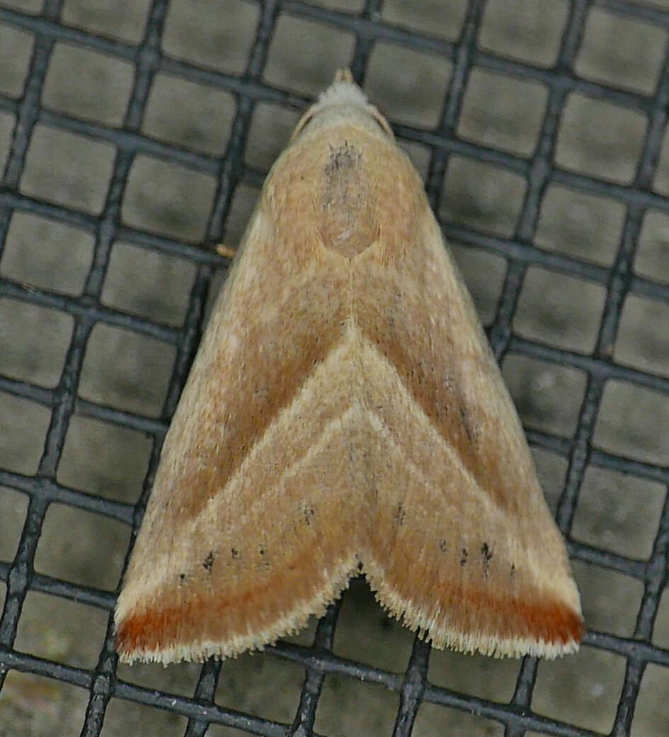 Image of Straight-lined Seed Moth