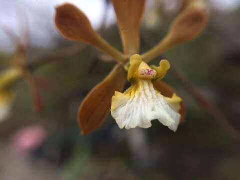 Слика од Encyclia aspera (Lindl.) Schltr.