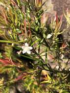 Image of Austromyrtus tenuifolia (Sm.) Burret