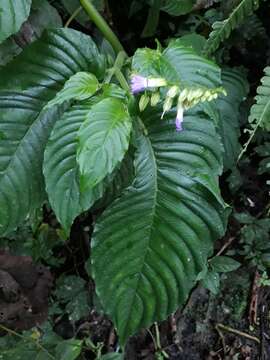 Image of Rhynchoglossum azureum (Schltdl.) B. L. Burtt