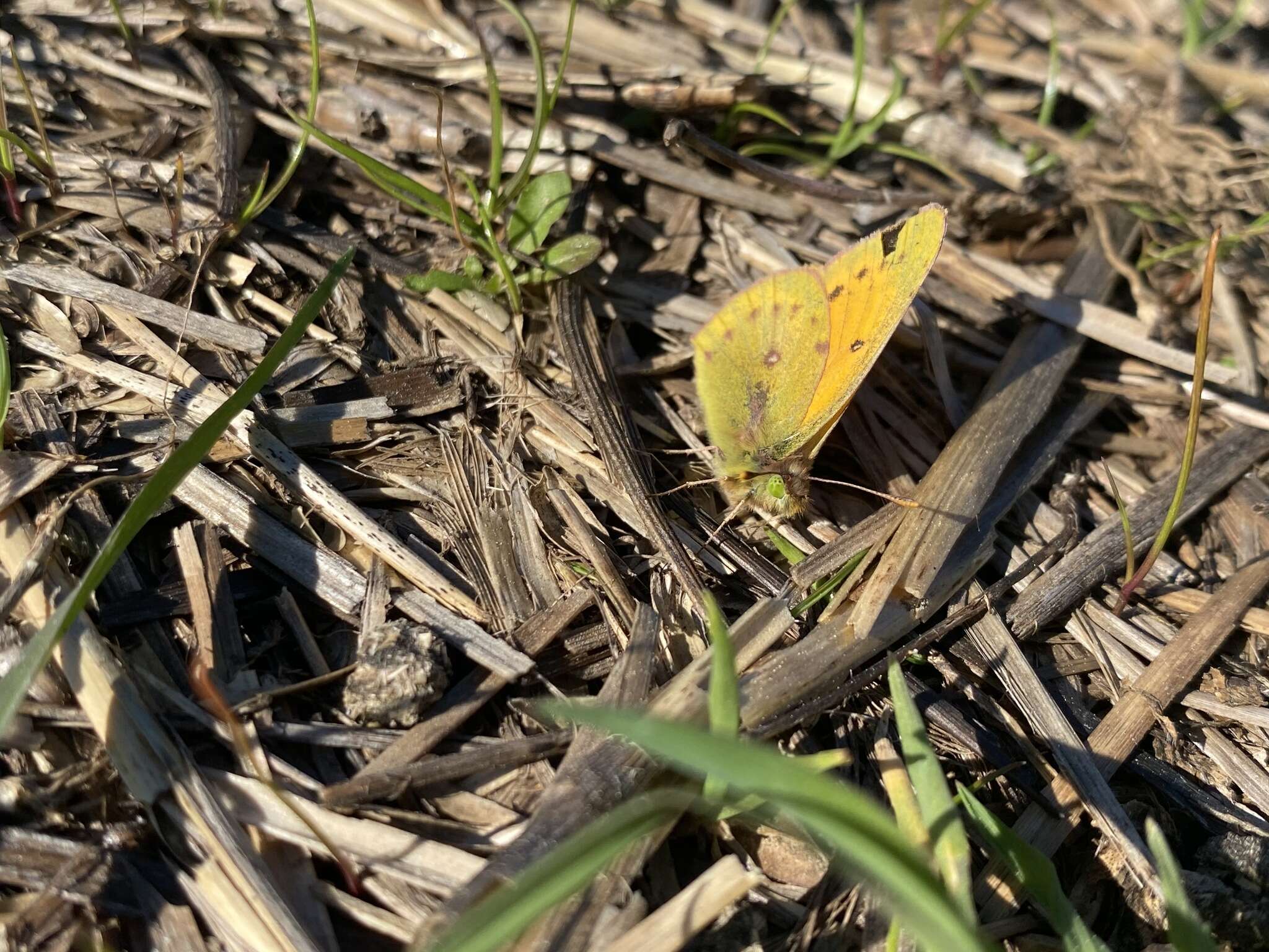 Colias vauthierii vauthierii的圖片