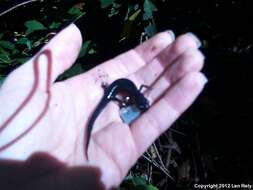 Слика од Plethodon meridianus Highton & Peabody 2000