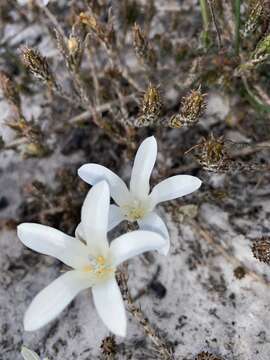 Image of Roella arenaria Schltr.