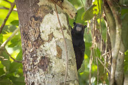 Image of brown-mantled tamarin