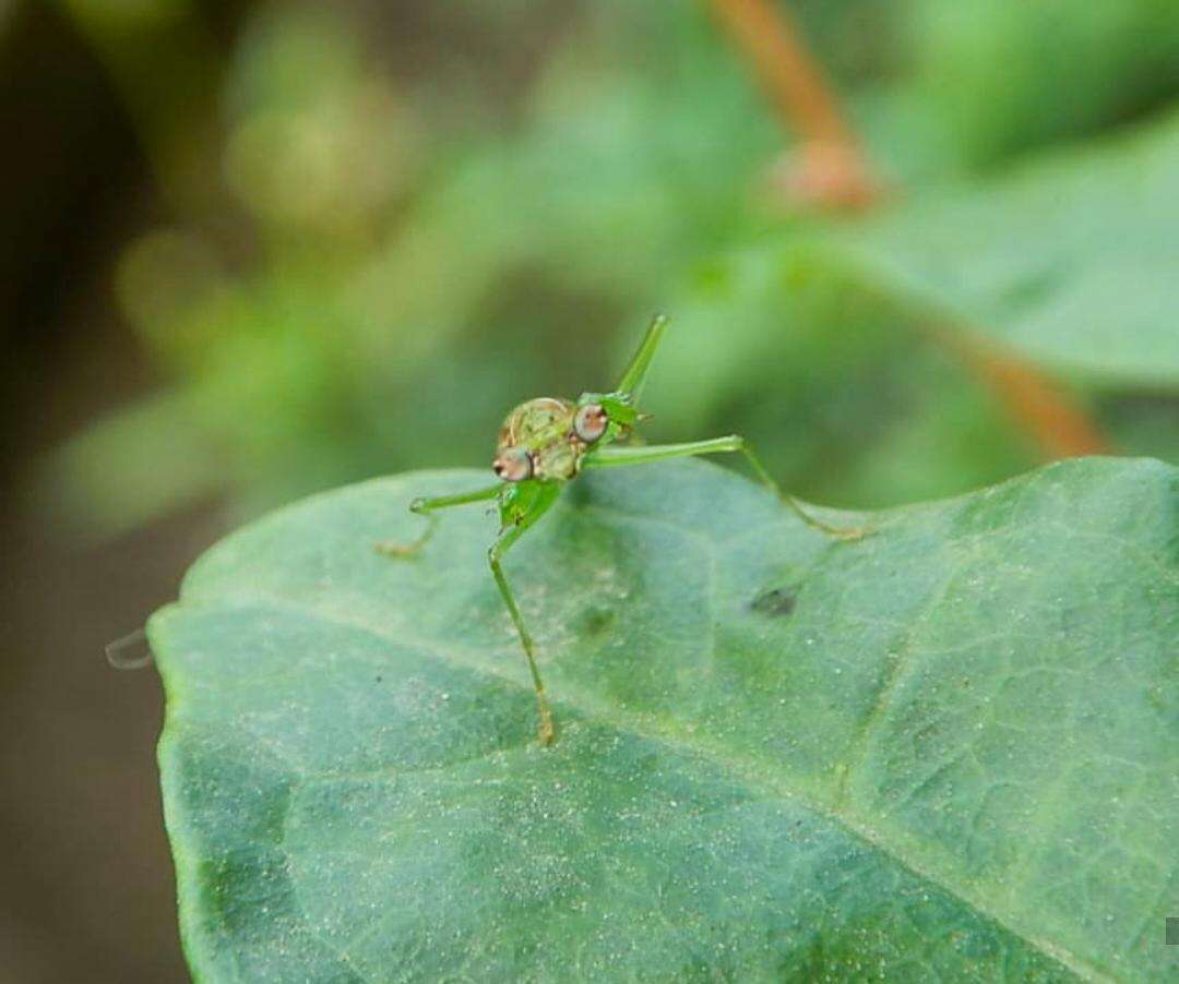 Image de Odontomantis sinensis Giglio-Tos 1915