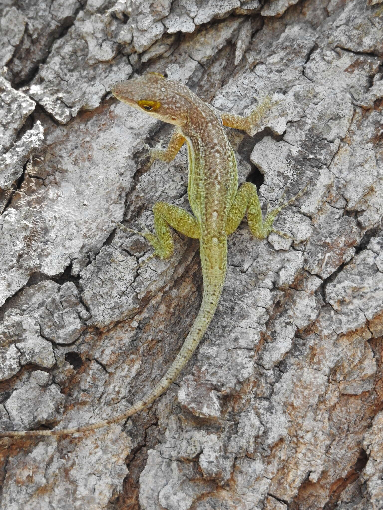 Image of Leach's Anole