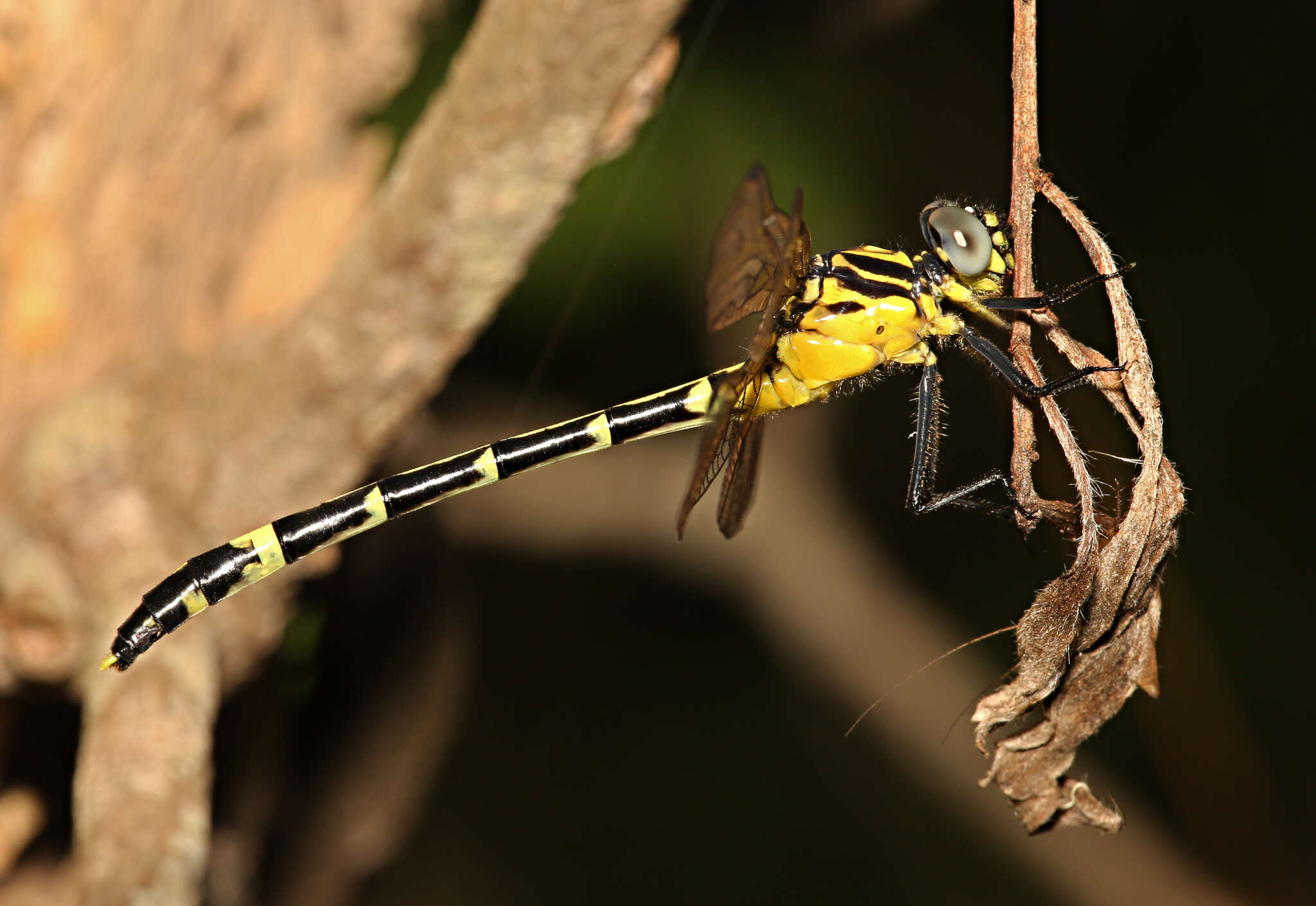 Imagem de Austrogomphus amphiclitus (Selys 1873)