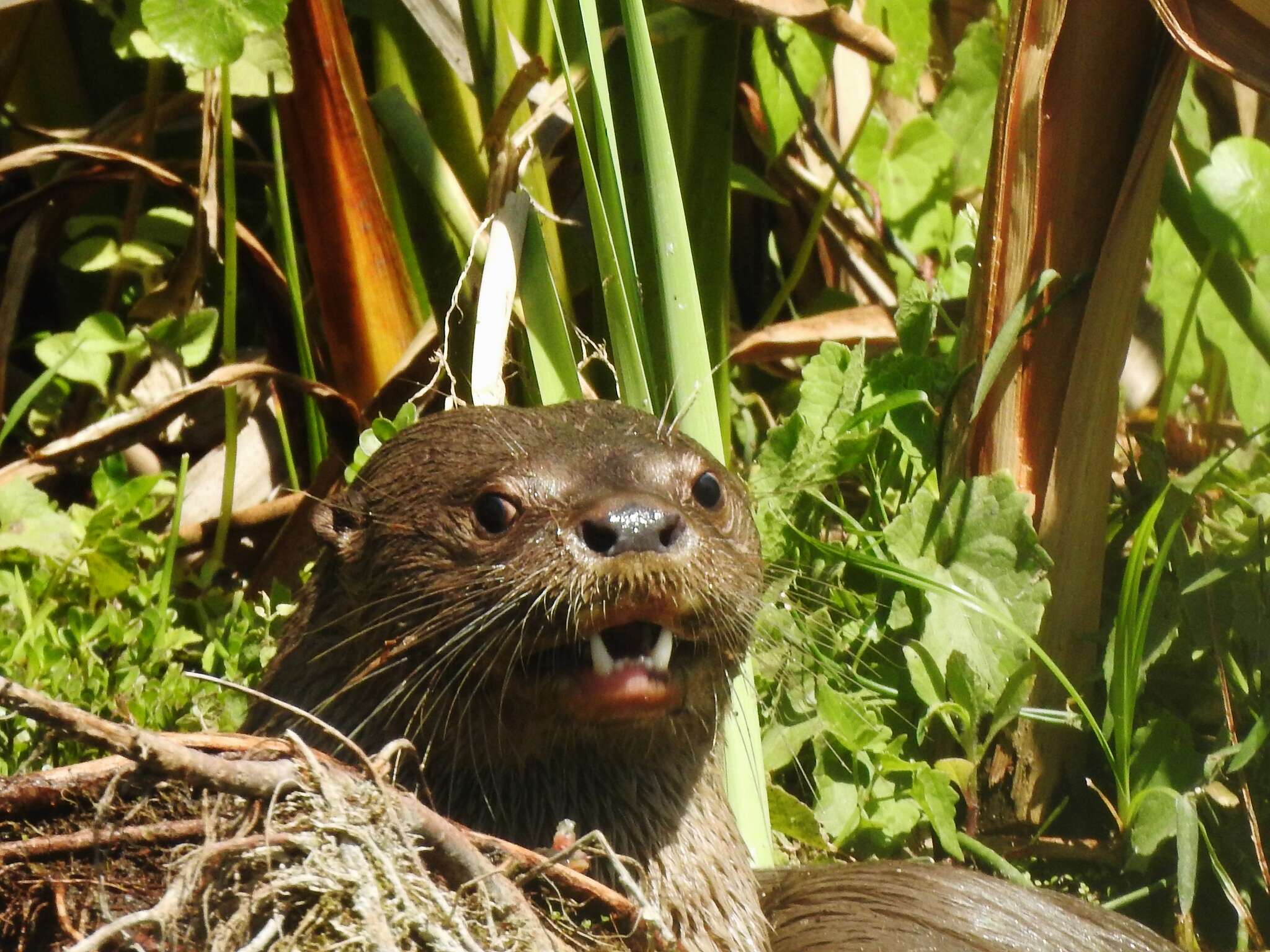 Image of La Plata Otter