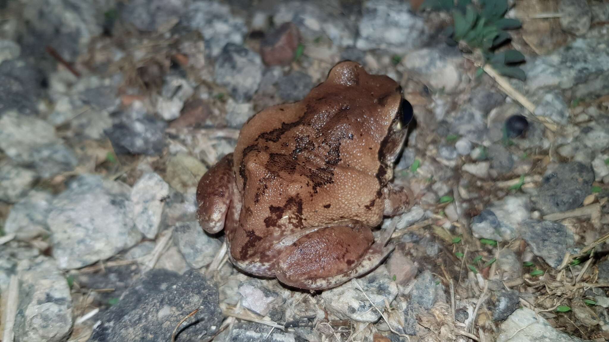 Image of horseshoe forest treefrog