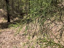 Image of Bailey's Cypress Pine