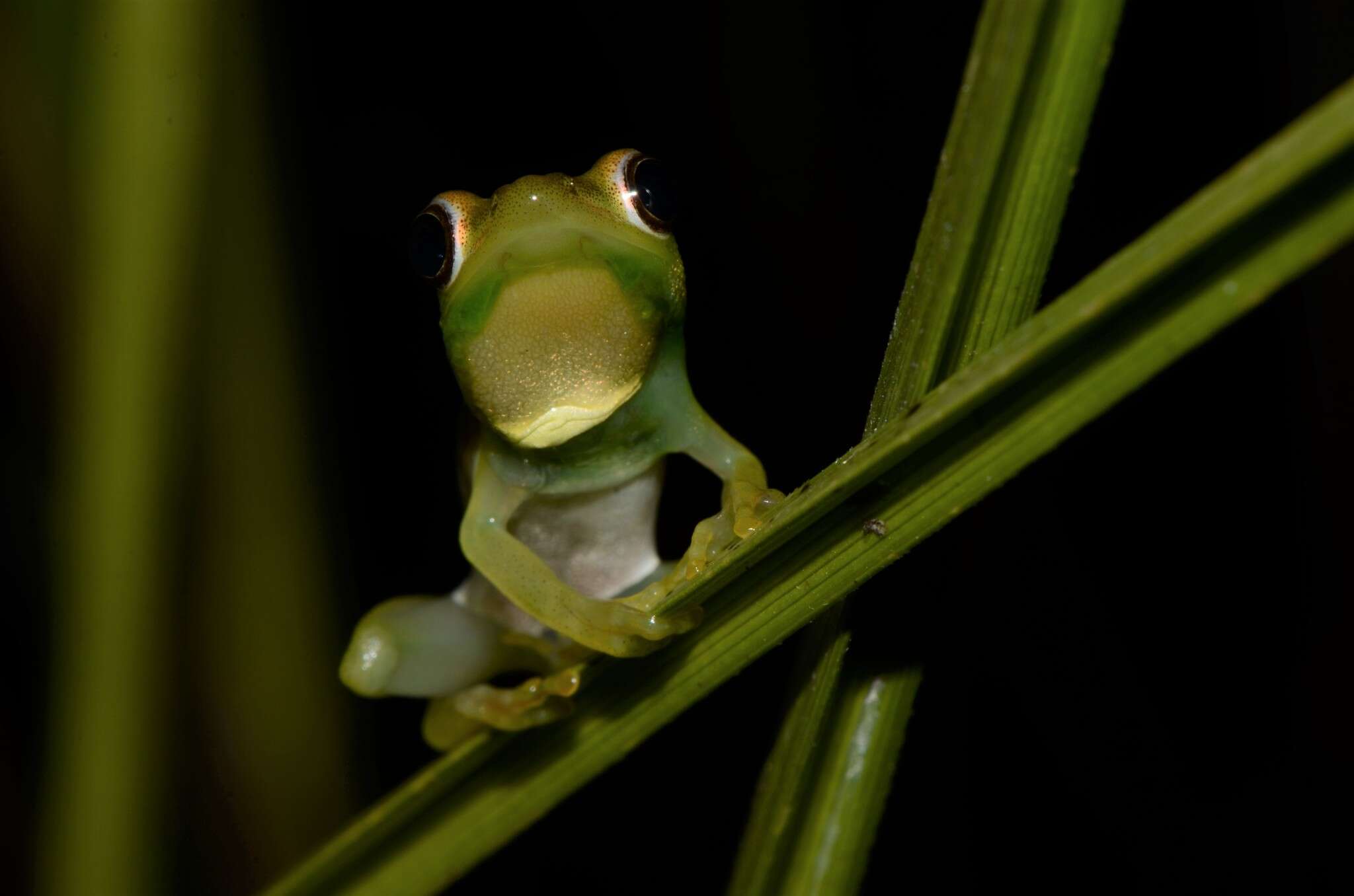 Image of Sharp-headed Long Reed Frog