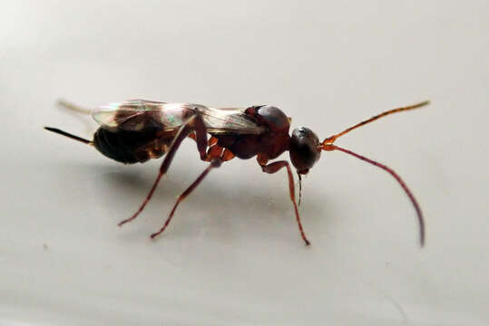 Image of Parasitoid wasp