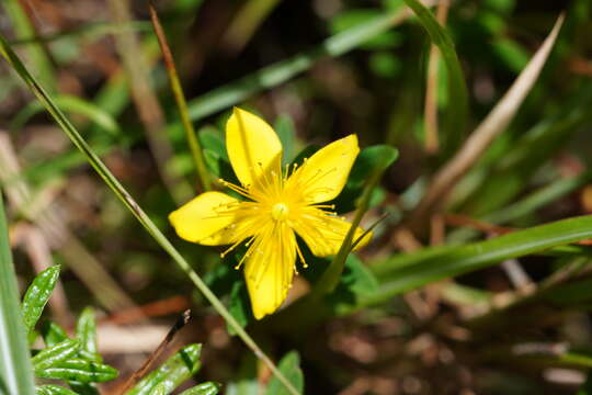 Image of Hypericum nagasawai Hayata