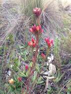 Image de Gentianella hyssopifolia (Kunth) Fabris