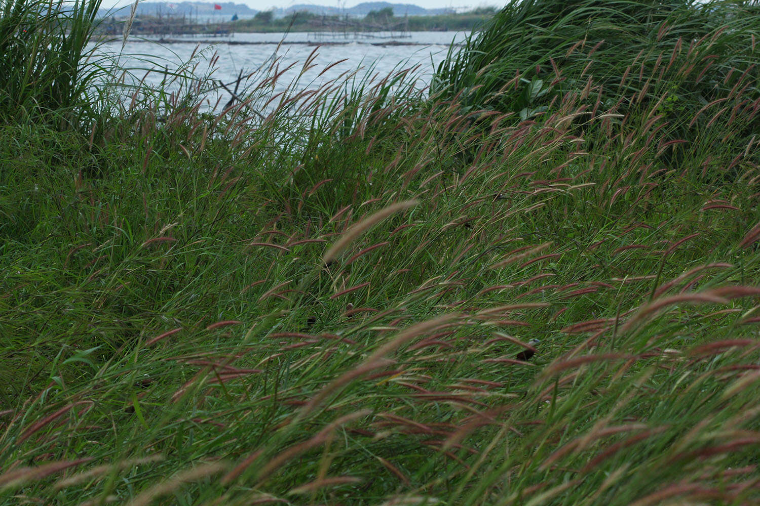 Image of White-headed Munia