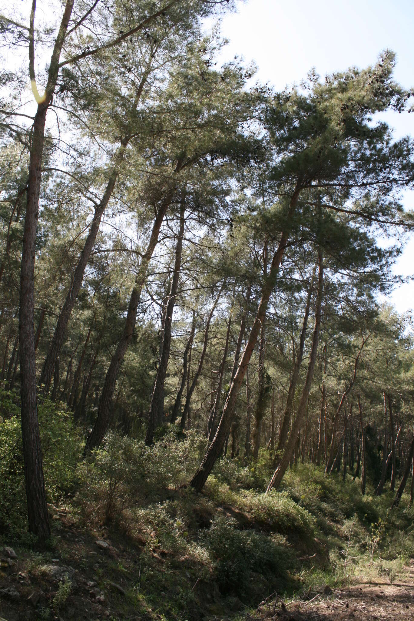 Image of Brutia Pine