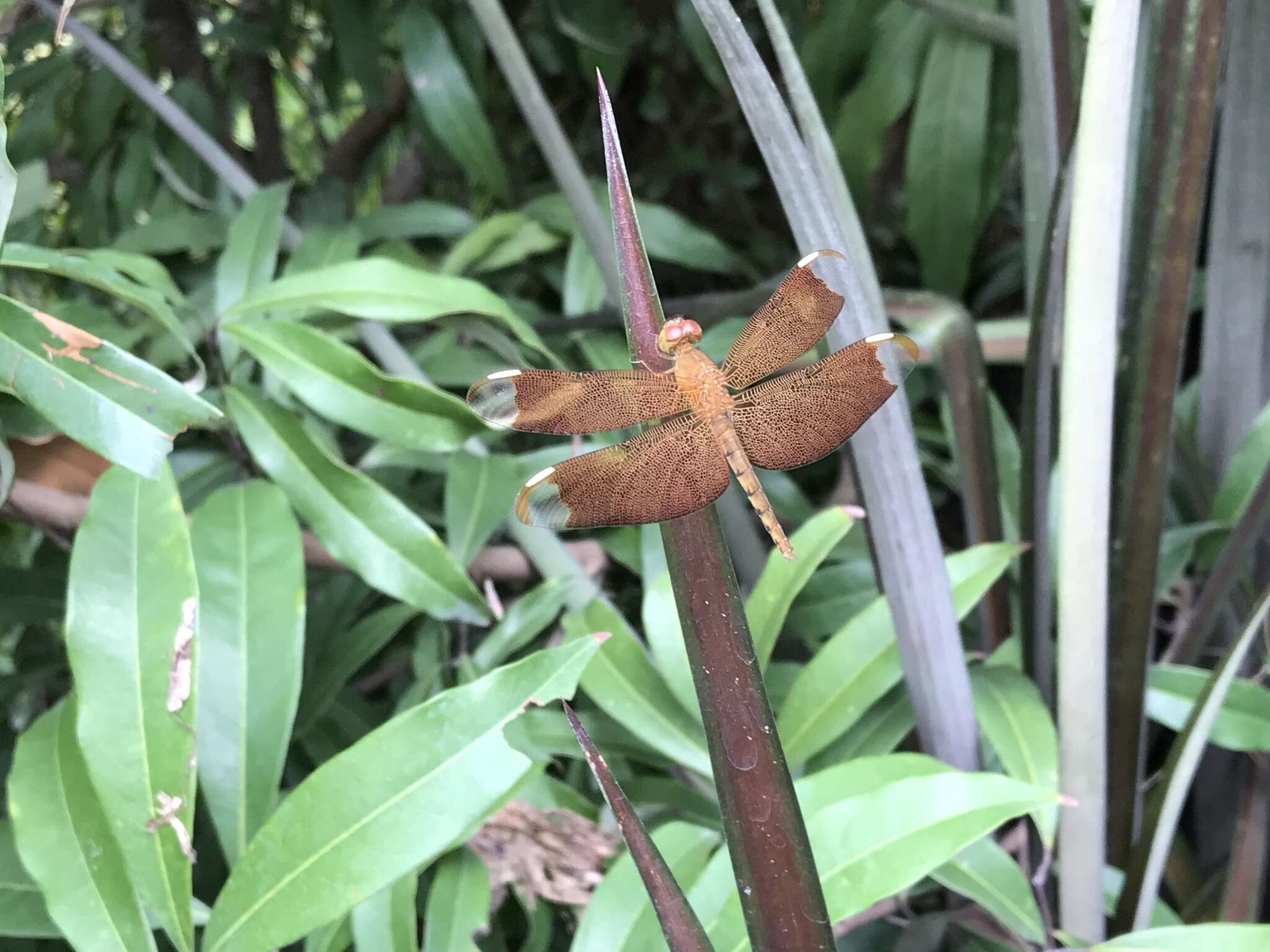 Image of Black Stream Glider