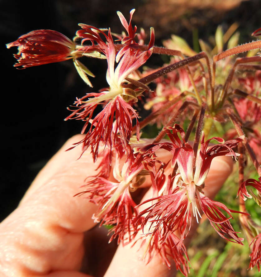 Image of Pelargonium caffrum (Eckl. & Zeyh.) Steud.