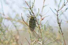 Image of Julodis variolaris (Pallas 1773)