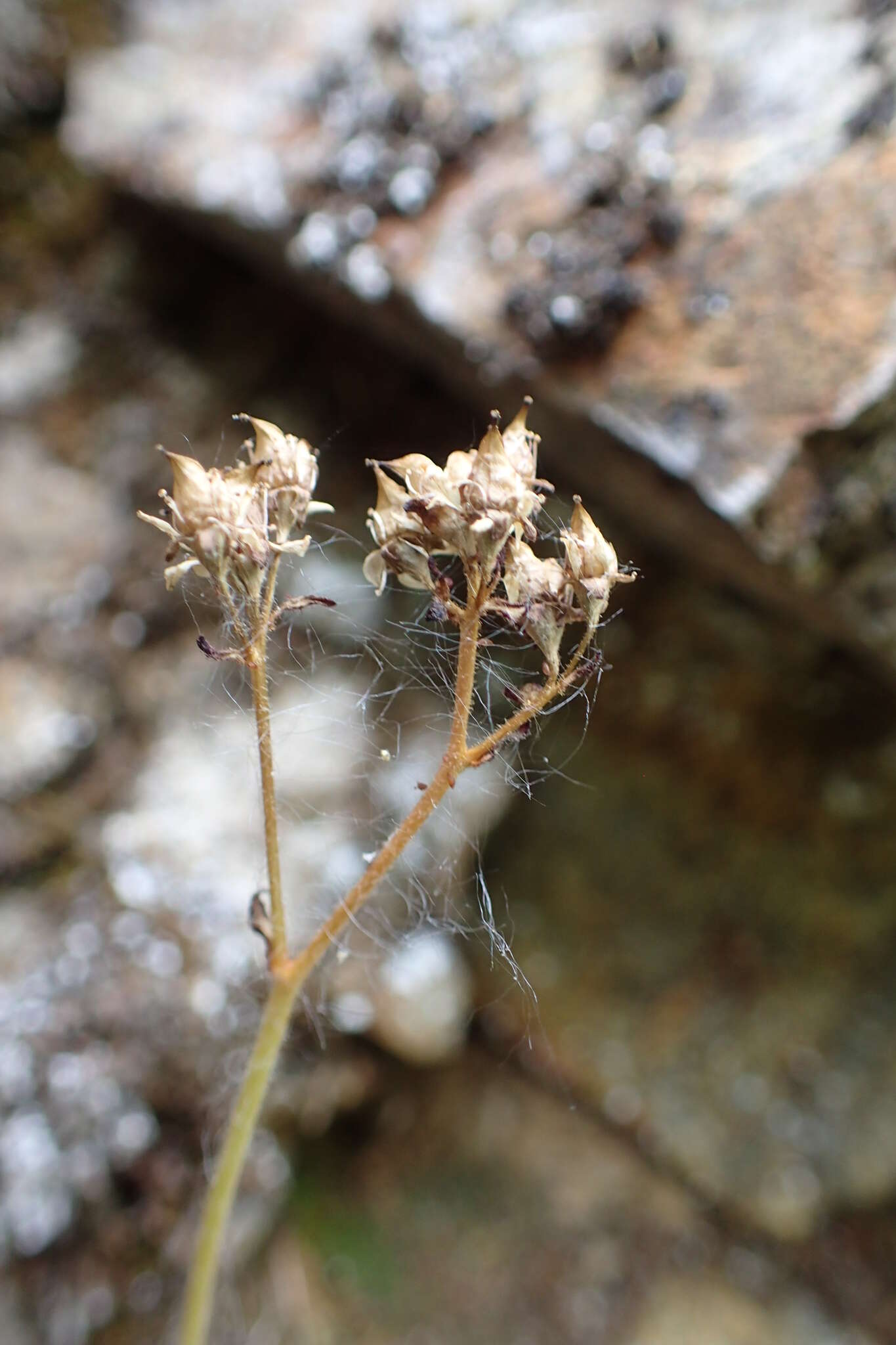 Image of Micranthes nivalis (L.) Small