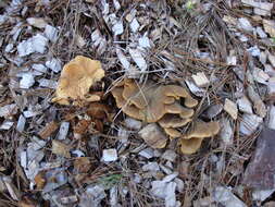 Image of Tapinella panuoides (Fr.) E.-J. Gilbert 1931