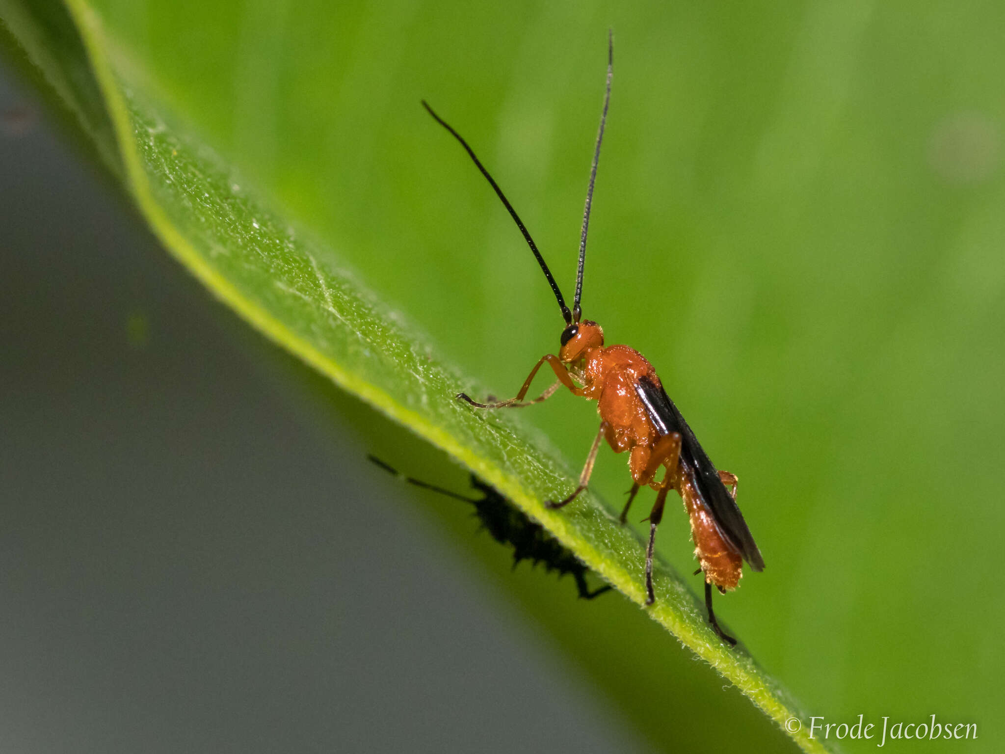 Image of Aleiodes politiceps (Gahan 1917)