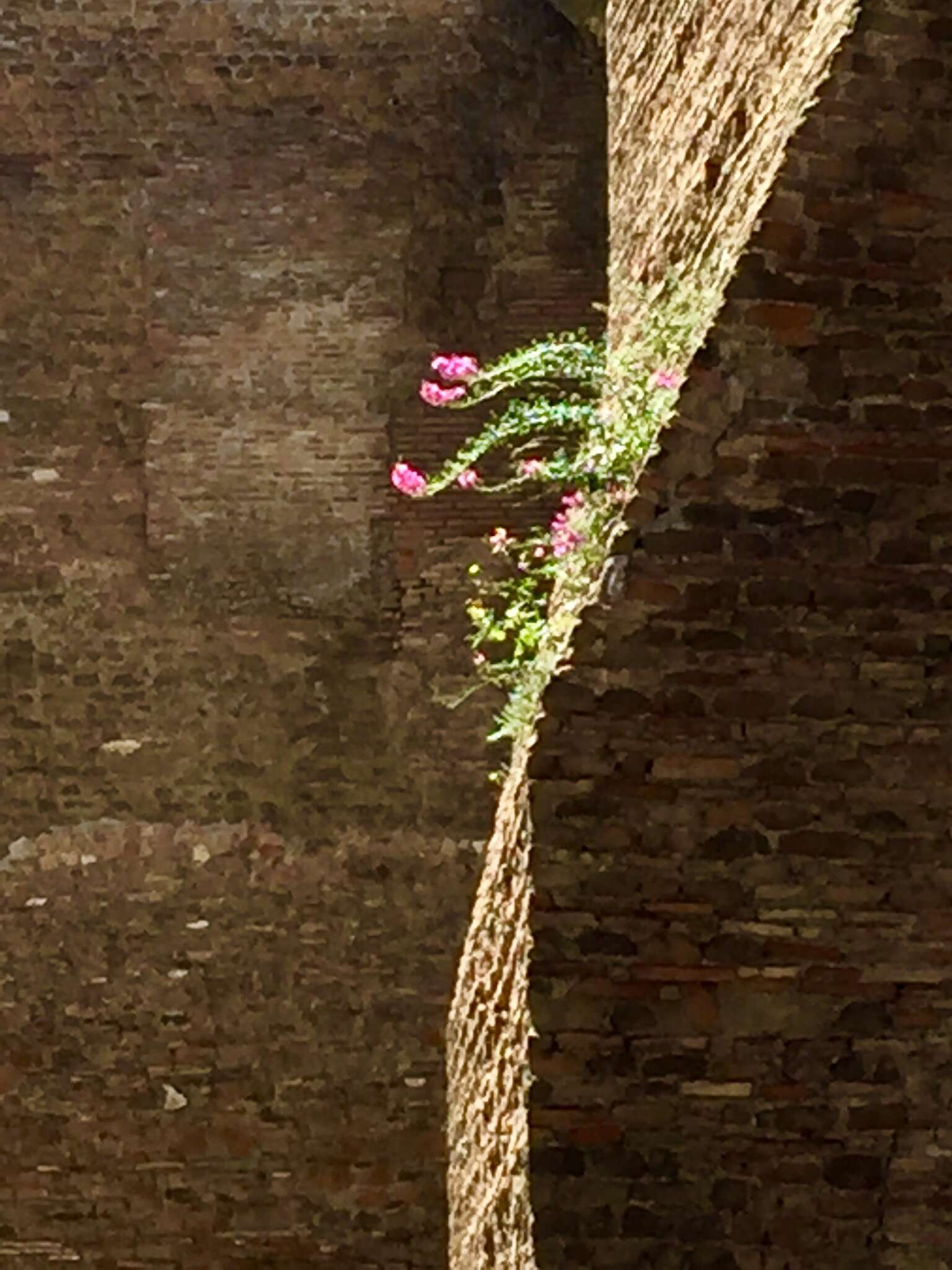 Image of Antirrhinum tortuosum Bosc ex Vent.