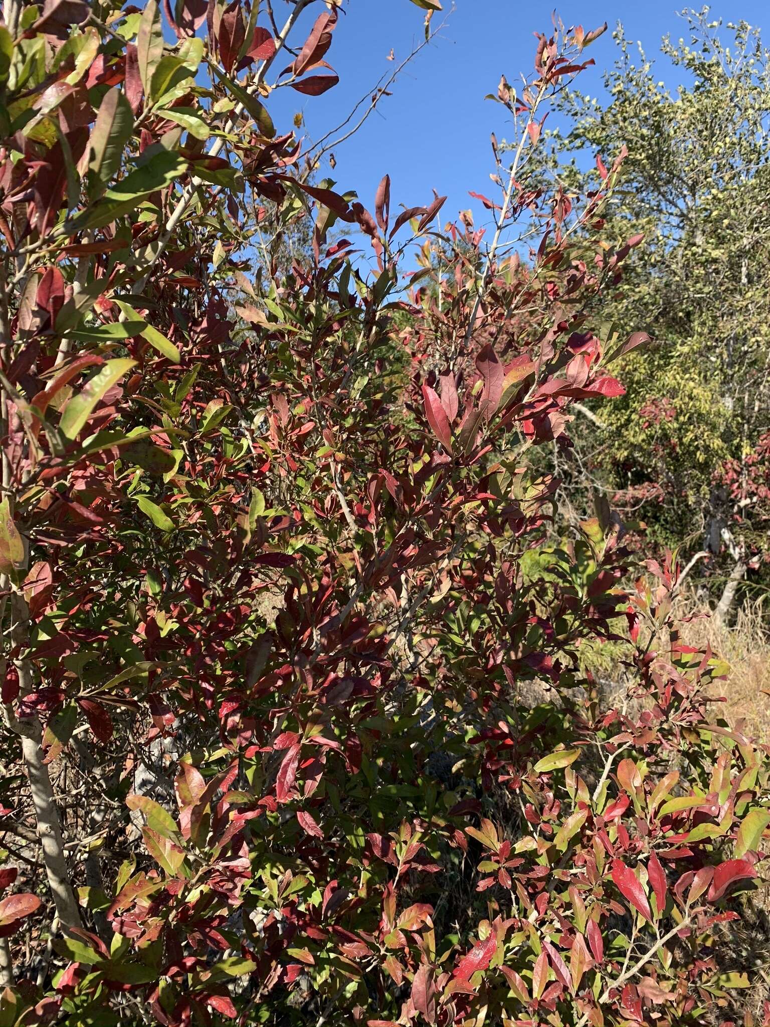 Image de Combretum kraussii Hochst.