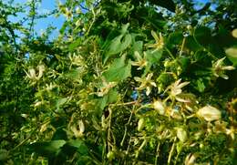 Image of Sonoran milkvine