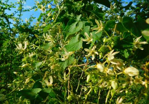 صورة Polystemma cordifolium (A. Gray) Mc Donnell & Fishbein