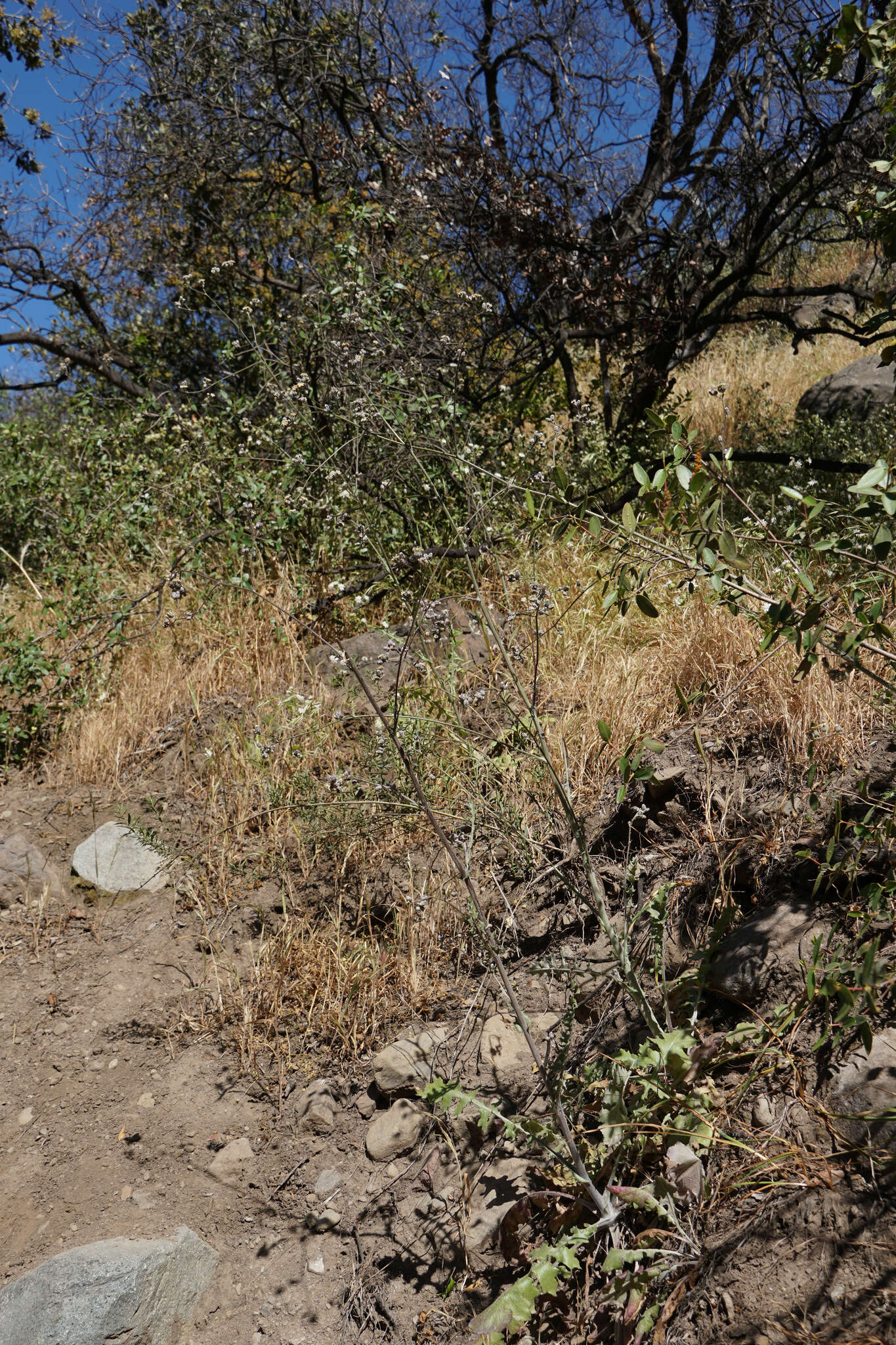 Image de Leucheria hieracioides Cass.