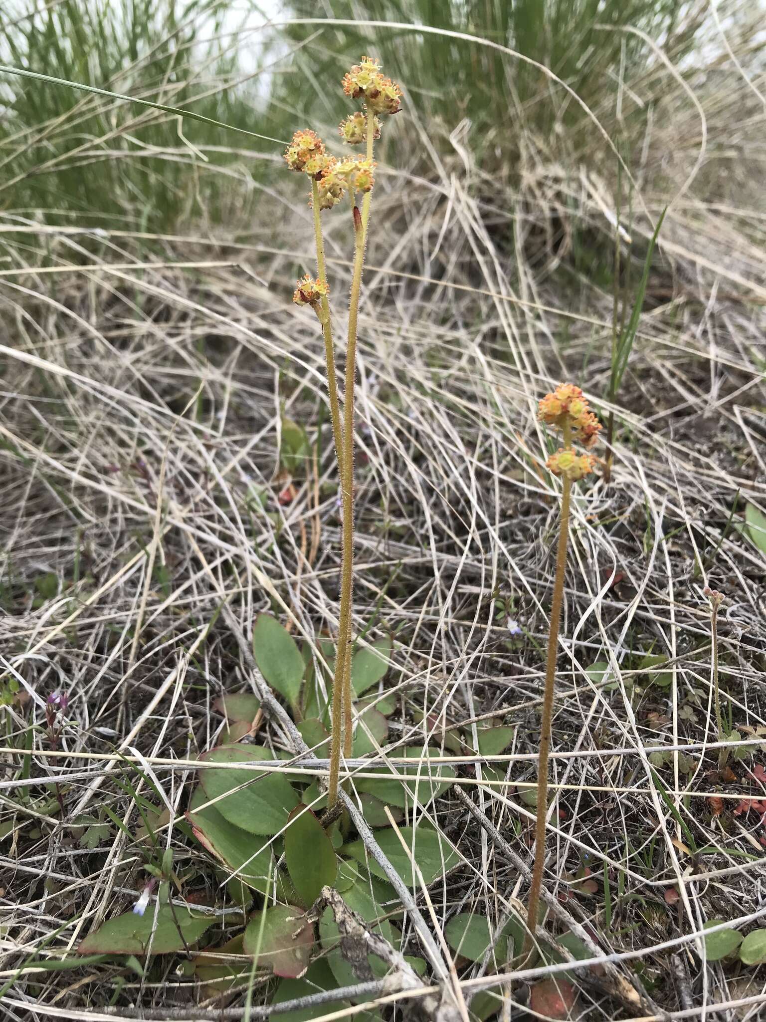 Plancia ëd Micranthes nidifica (Greene) Small