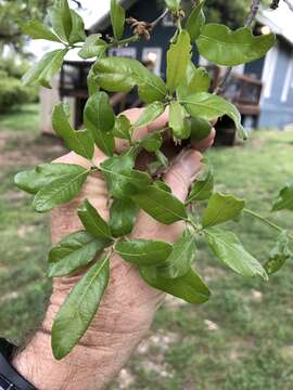 Sivun Quercus sinuata Walter kuva