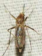 Image of Aedes caspius (Pallas 1771)