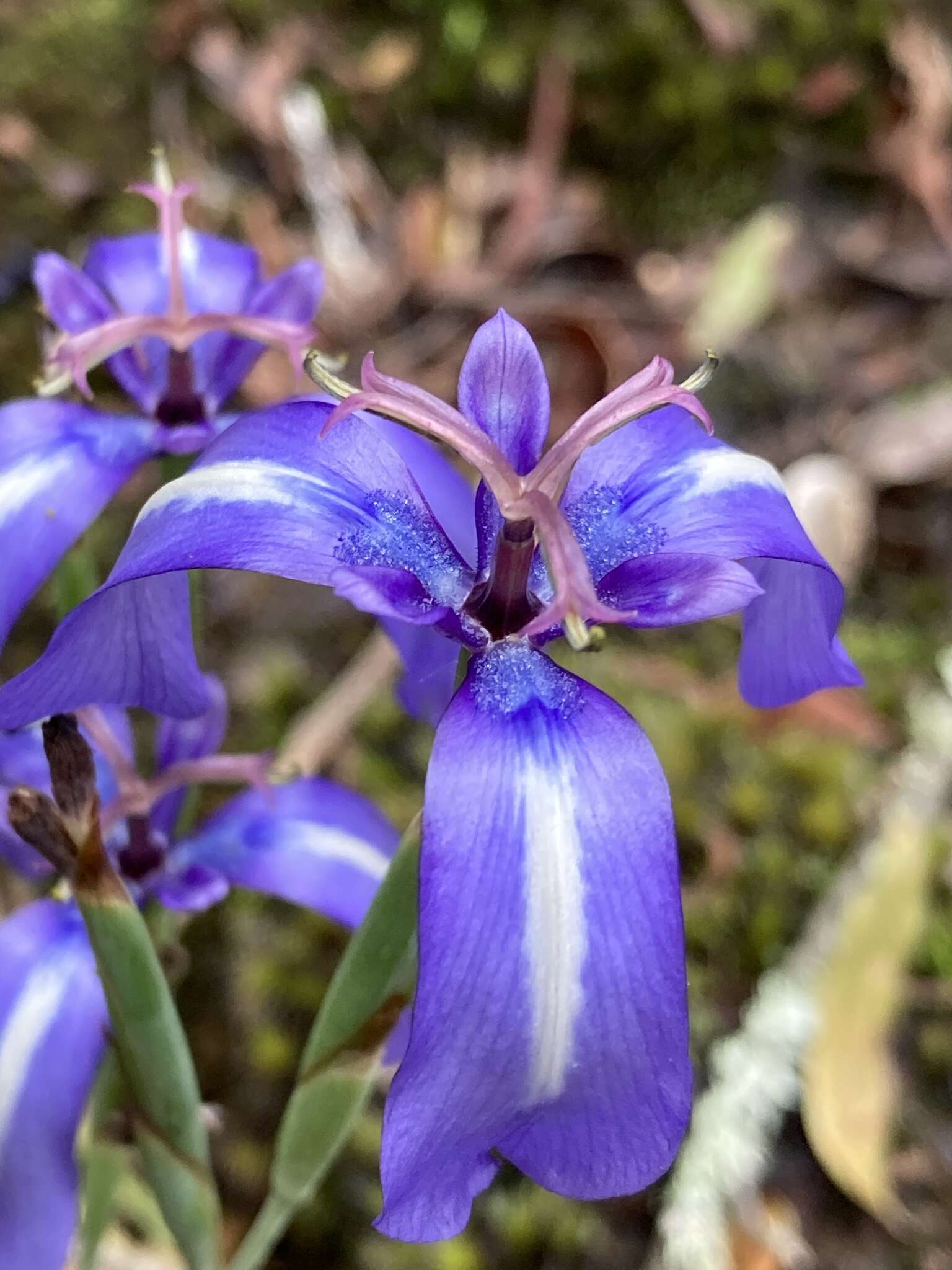 Image of Herbertia pulchella Sweet