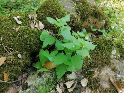 Слика од Lamium flexuosum Ten.